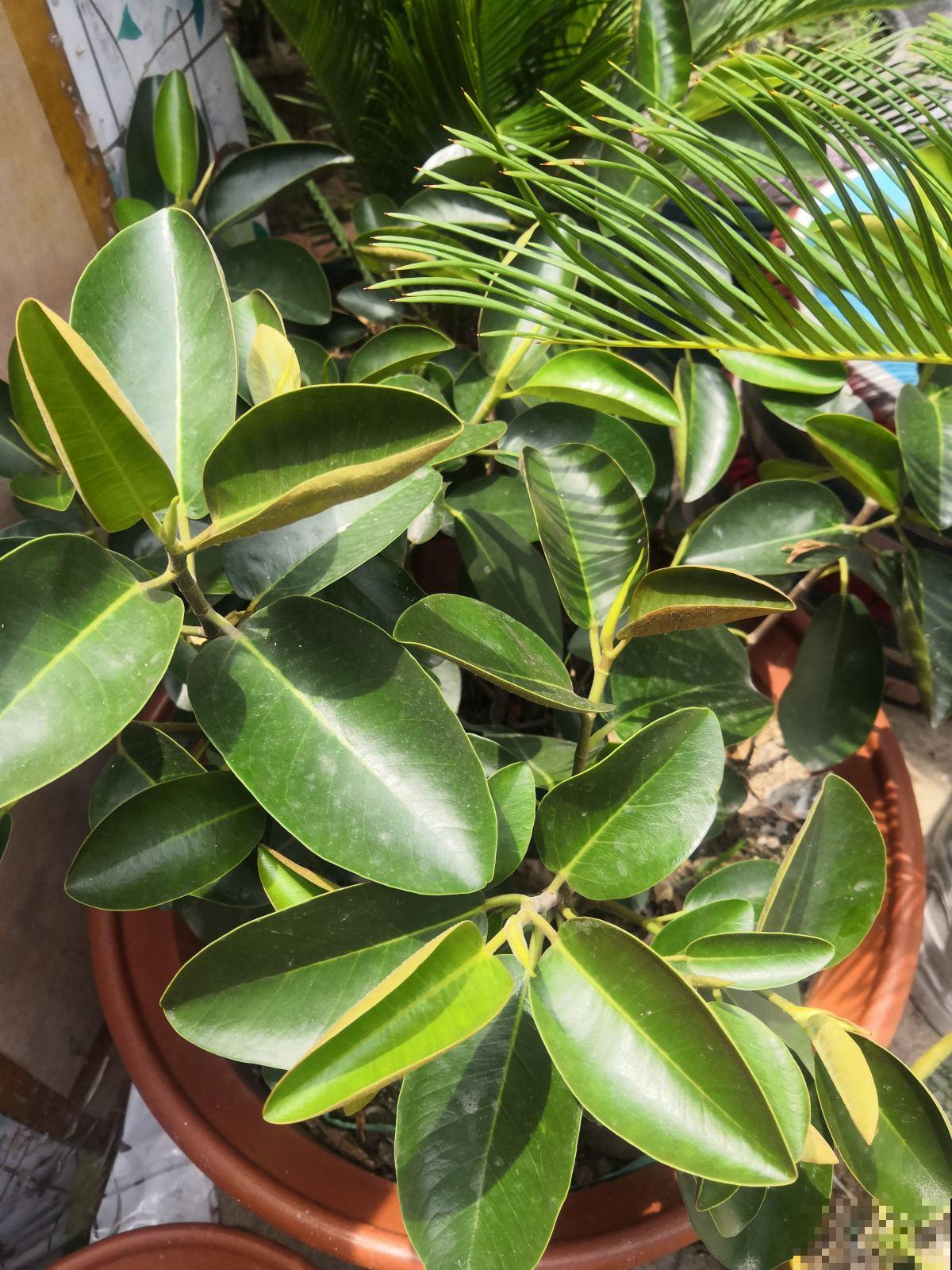 家里养一盆橡皮树,旺财又旺运,最适合放在室内养护 家里养一盆橡皮树,旺财又旺运,最适合放在室内养护