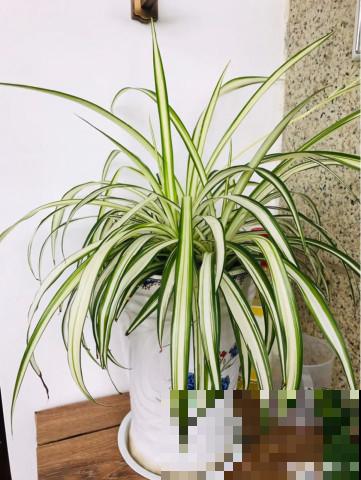 家里的“垃圾”留下，拿来养花效果好，颜值超高