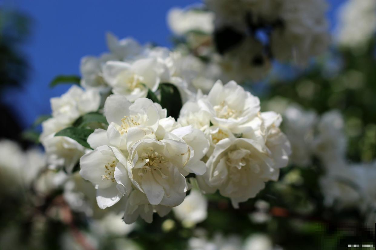 常见20种净化空气的室内植物