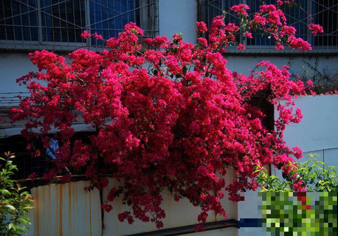 南方烂大街的4种植物，到了北方，一株都养不活