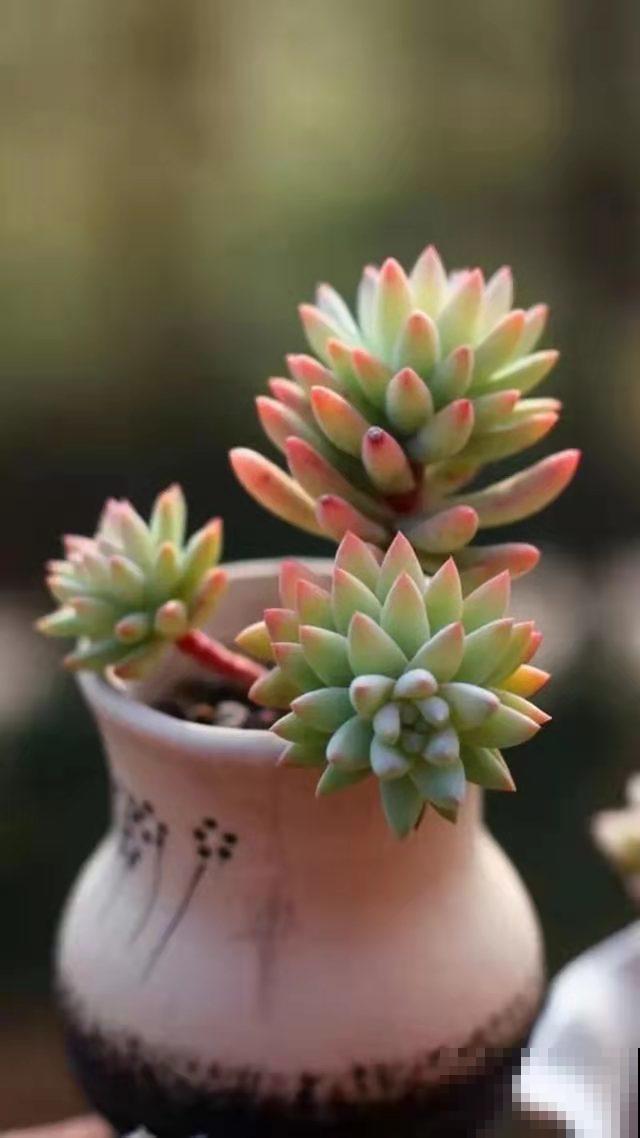 多肉徒长太难看，做好这三点，长成肉嘟嘟小可爱