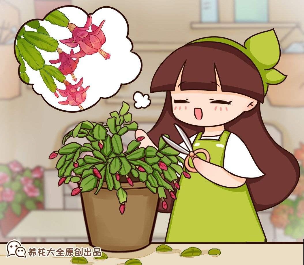 蟹爪兰花苞掉到怀疑人生，教你3招解决问题，花苞壮得像“钢芽”