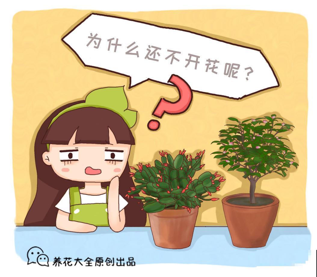 蟹爪兰花苞掉到怀疑人生，教你3招解决问题，花苞壮得像“钢芽”