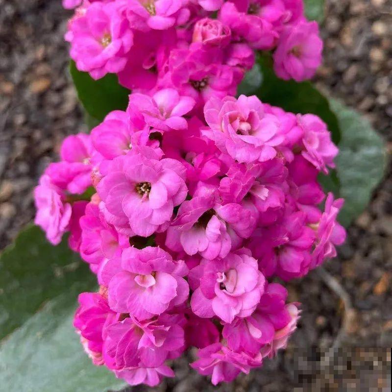 冬天常见的“吉利花”，耐旱皮实花量大，大半年都在开花