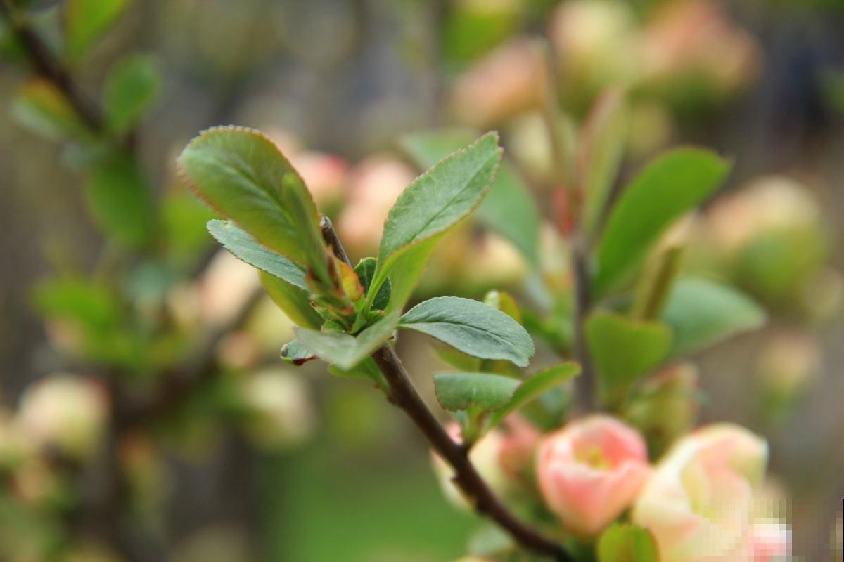 3种养花小物件,选好了提气送福,选不好花园全毁 3种养花小物件,选好了提气送福,选不好花园全毁