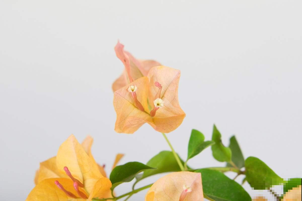 家里养的“耐旱花”,越冷越不能浇水,不然2天就烂根 家里养的“耐旱花”,越冷越不能浇水,不然2天就烂根