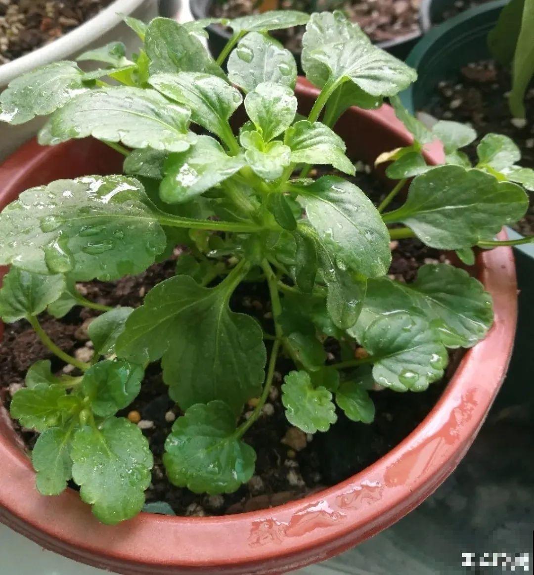 秋天种16种花，冬天就能开爆盆，满盆都是花