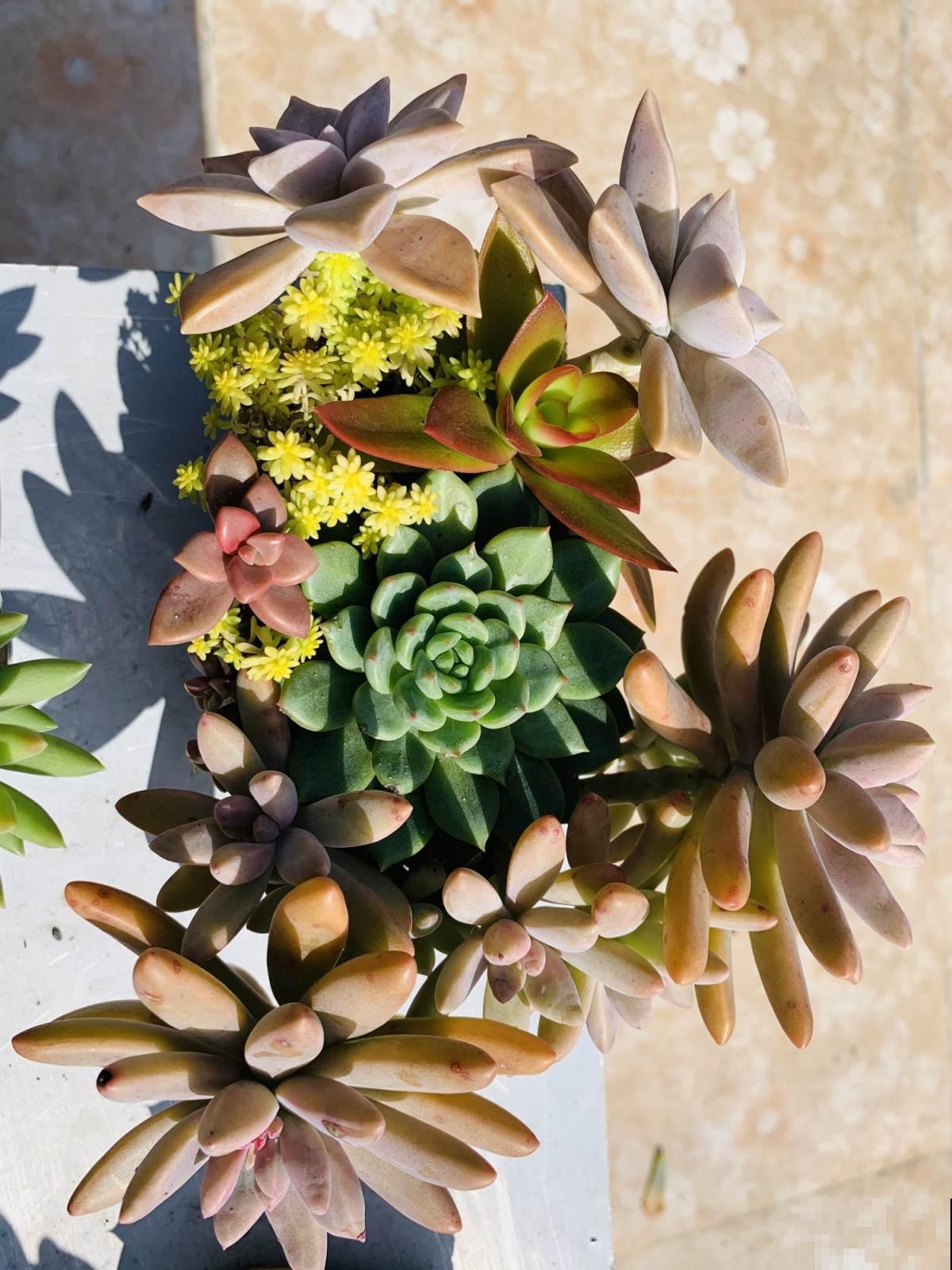 3年没买多肉,活着的都养成了老桩,也成了我的情感寄托 3年没买多肉,活着的都养成了老桩,也成了我的情感寄托