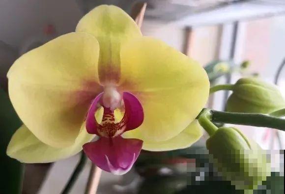 能开大半年的“蝴蝶花”,皮实耐阴好养活,养在家里喜庆热闹 能开大半年的“蝴蝶花”,皮实耐阴好养活,养在家里喜庆热闹