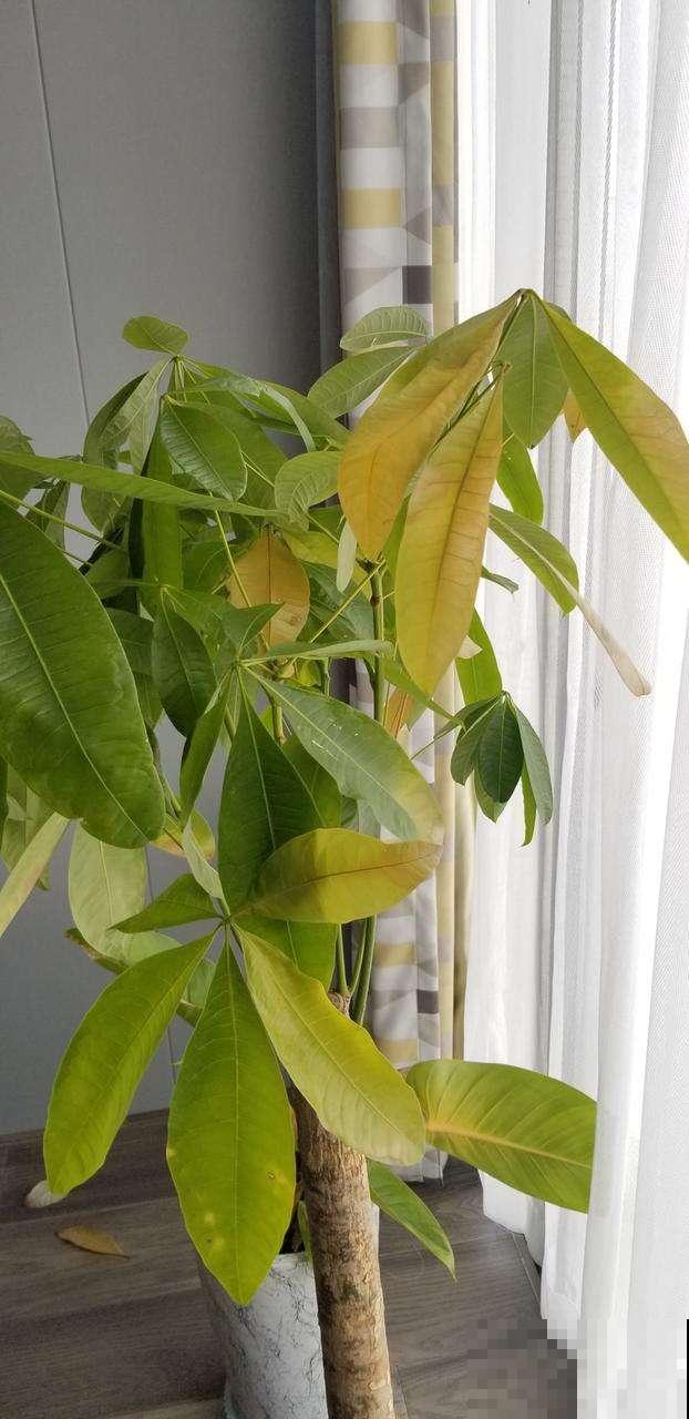 水培发财树太难了，只需2招，搞定黄叶烂根