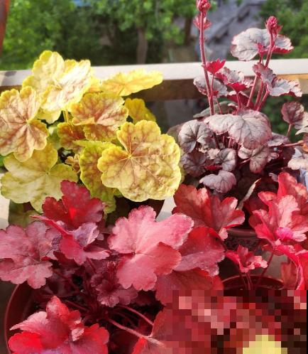 30种观叶植物,能观赏也净化空气,总有一种你养过 30种观叶植物,能观赏也净化空气,总有一种你养过