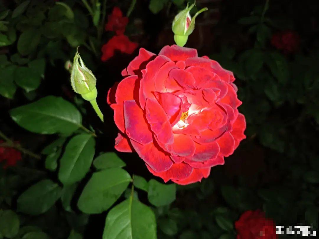 10种花,冬天要休眠,赶紧修剪防冻,才能安全越 10种花,冬天要休眠,赶紧修剪防冻,才能安全越