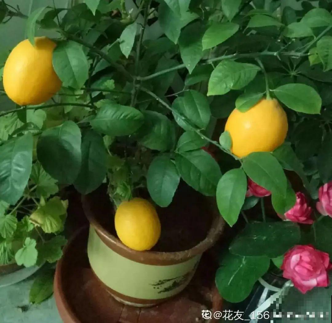 家里养8种“守家树”，红红火火特别旺运，镇宅好福气