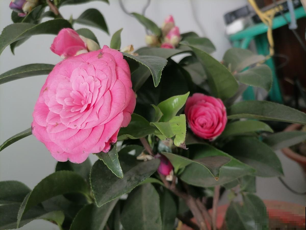 要养茶花,种植时间要选对,花苞才能长得像“鹌鹑蛋” 要养茶花,种植时间要选对,花苞才能长得像“鹌鹑蛋”