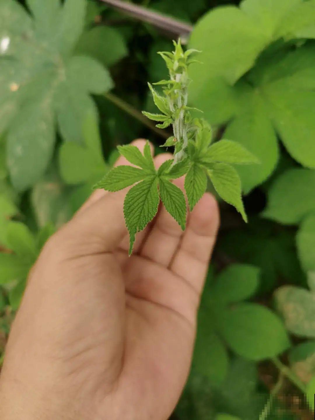 河南等地遭“恶魔之花”入侵，看到之后赶紧报告，不然会有大麻烦