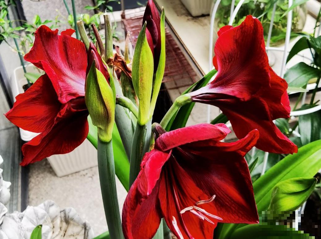 养花太勤快也是错？4种花浇水就得死，一定尽早收手