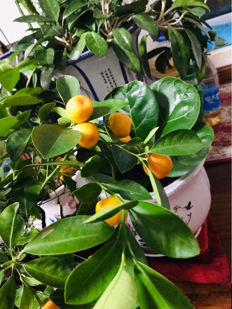 6种花，名字自带好寓意，养了就平安