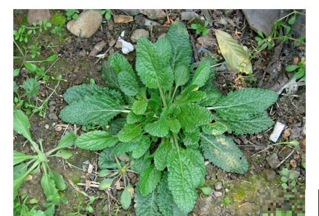 不起眼的野草还有大用处,现在排队上山挖,个个是宝贝 不起眼的野草还有大用处,现在排队上山挖,个个是宝贝