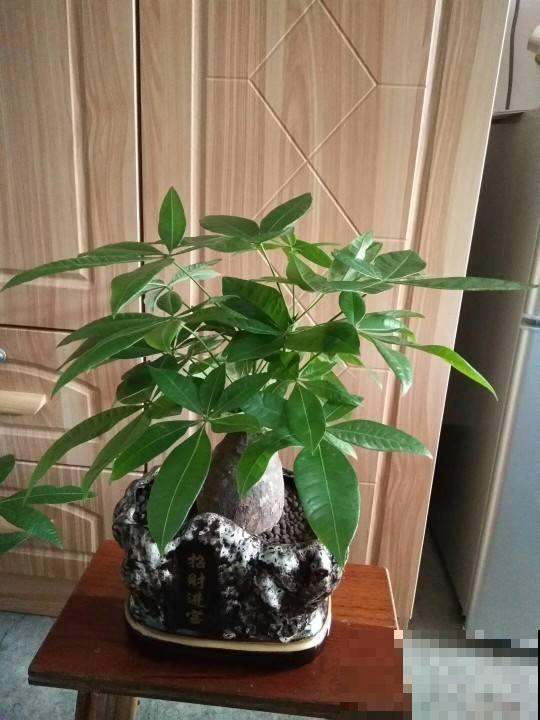 冬天养护发财树,3个小妙招学不会,烂根黑腐没商量 冬天养护发财树,3个小妙招学不会,烂根黑腐没商量