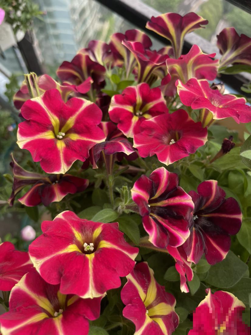 堪称"花中劳模"的4种花，超长待机时间，四季开花不断