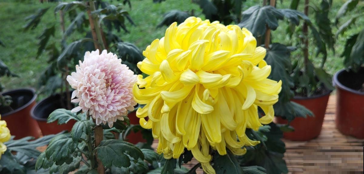 养花最重要的4个时间点，稍不注意，就会“全军覆没”