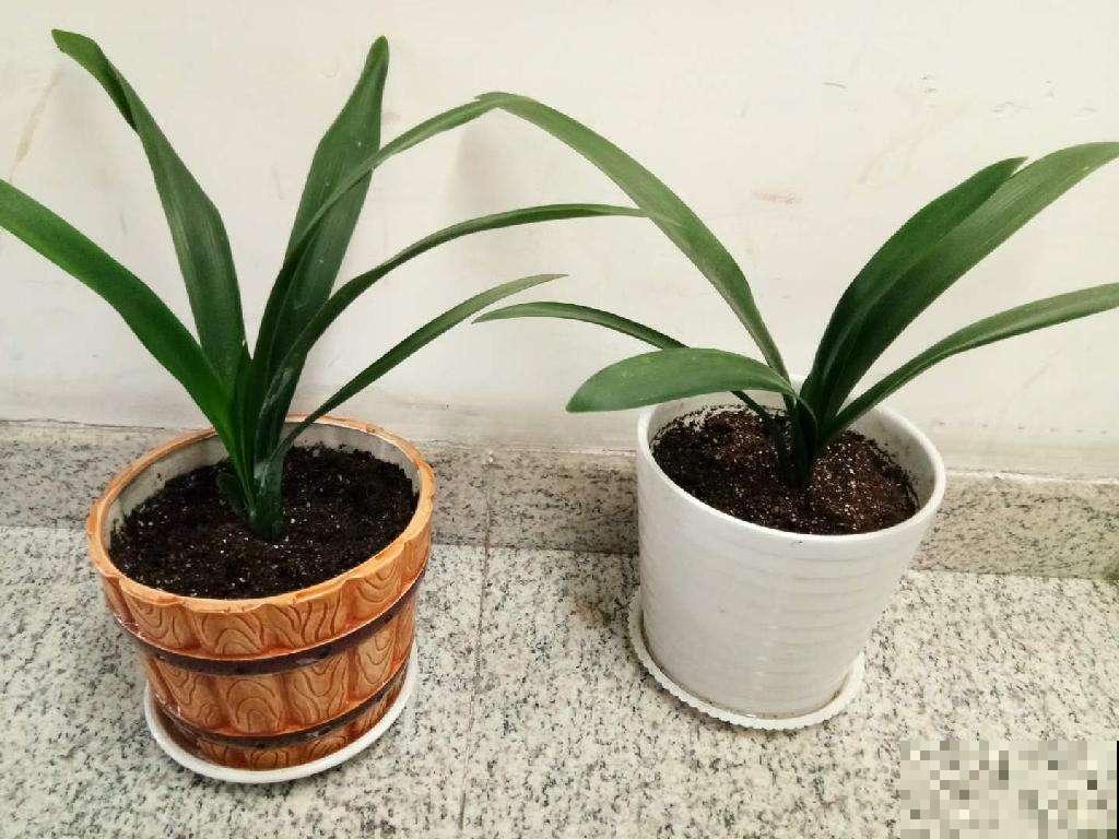 换盆注意3“要点”，养出白嫩“萝卜根”，叶子油亮花开爆盆