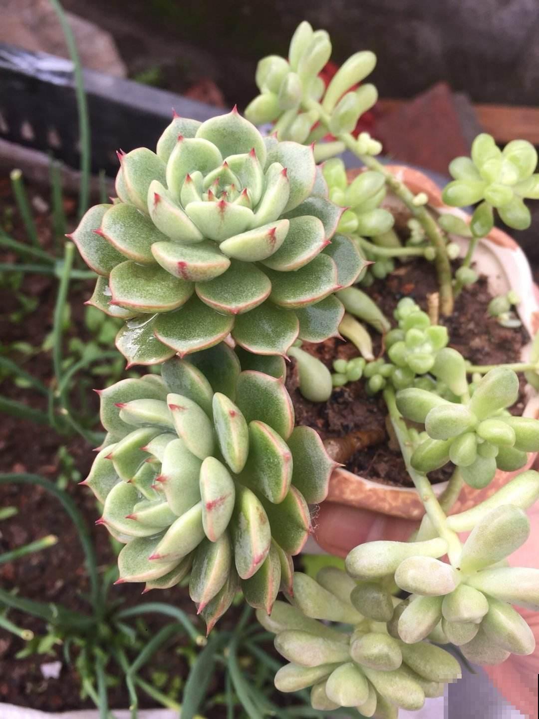 多肉冬季浇水,千万别盲目跟风,教你3点终身受用 多肉冬季浇水,千万别盲目跟风,教你3点终身受用