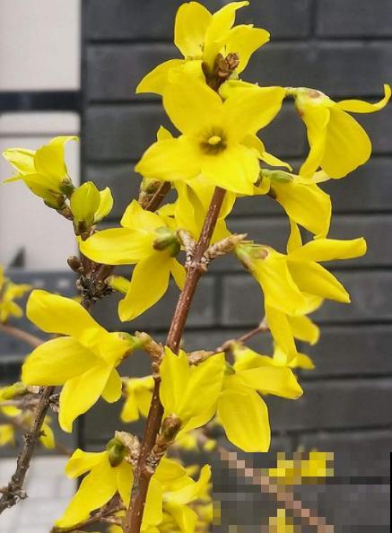 10种花，零下10℃也能过冬，长势一点不输南方