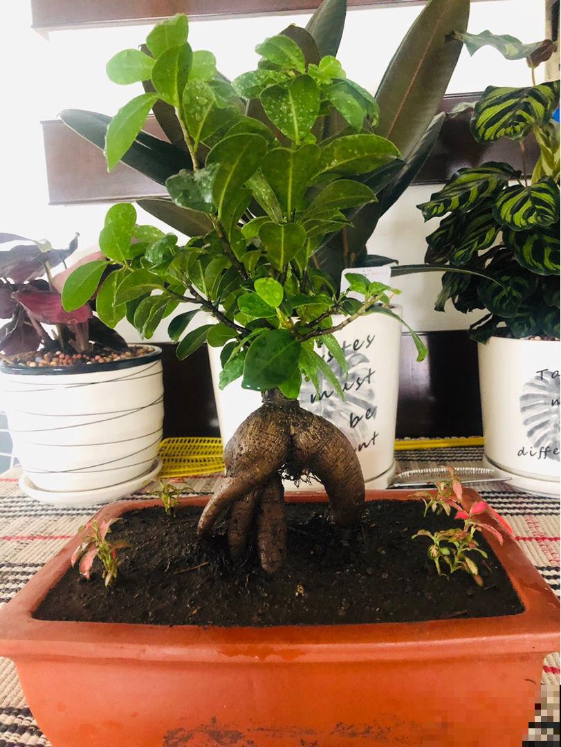 5种树,种在家里能旺宅,赶紧搬回家 5种树,种在家里能旺宅,赶紧搬回家