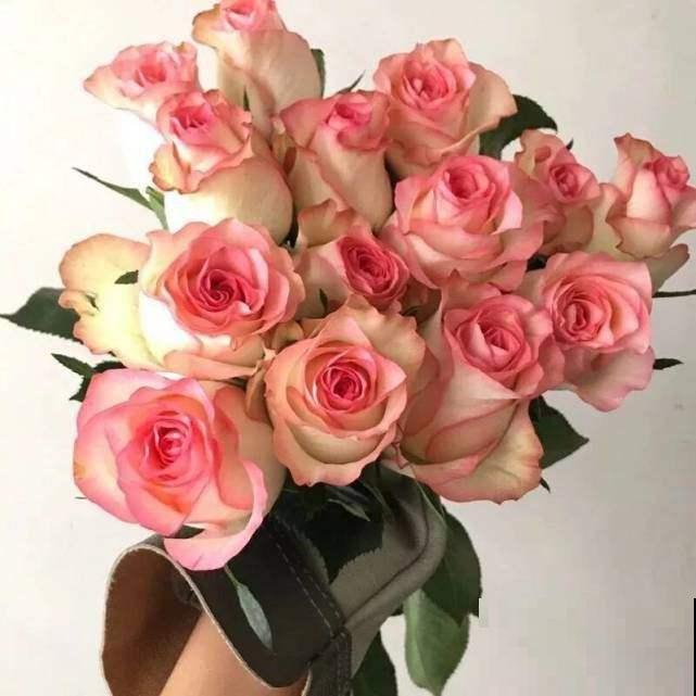 1种“养人花”,开花又大又好看,还能用来做吃的 1种“养人花”,开花又大又好看,还能用来做吃的