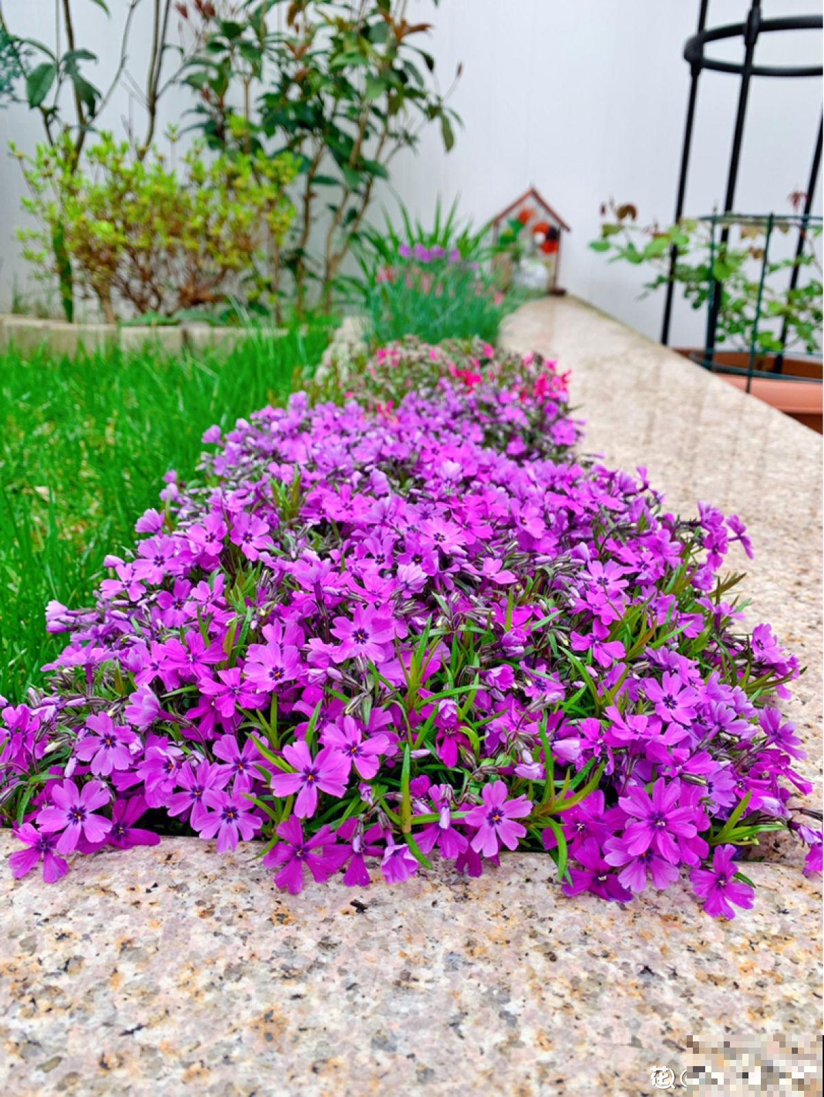 我家秋天院子养2种花，满园秋色颜值高，都成了拍照景点