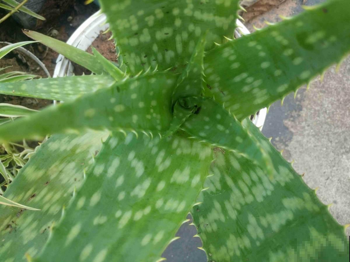 1种绿植被称作“家庭小药箱”,净化空气效果好,养人养身心 1种绿植被称作“家庭小药箱”,净化空气效果好,养人养身心