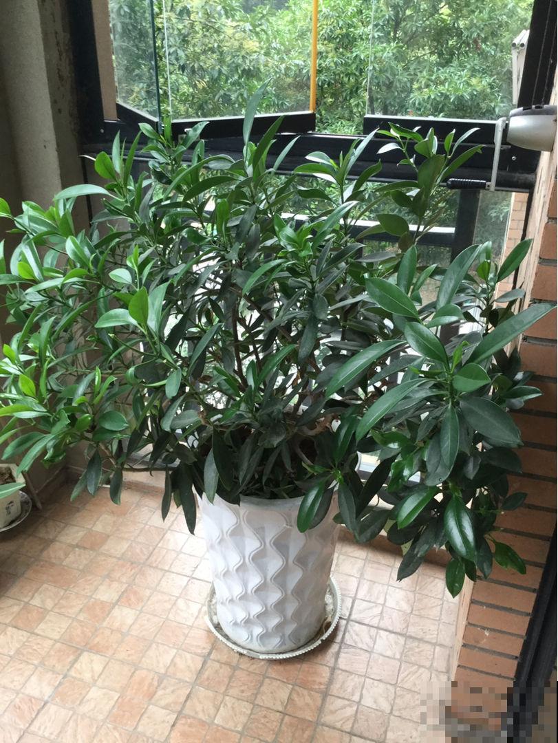 5种花养在办公室,皮实好养,还有“财源滚滚”好兆头 5种花养在办公室,皮实好养,还有“财源滚滚”好兆头