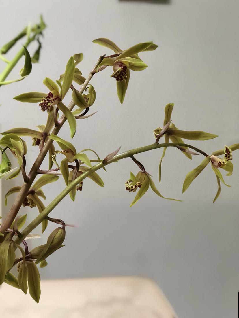 8种花，也太难养了，养好的都是大神