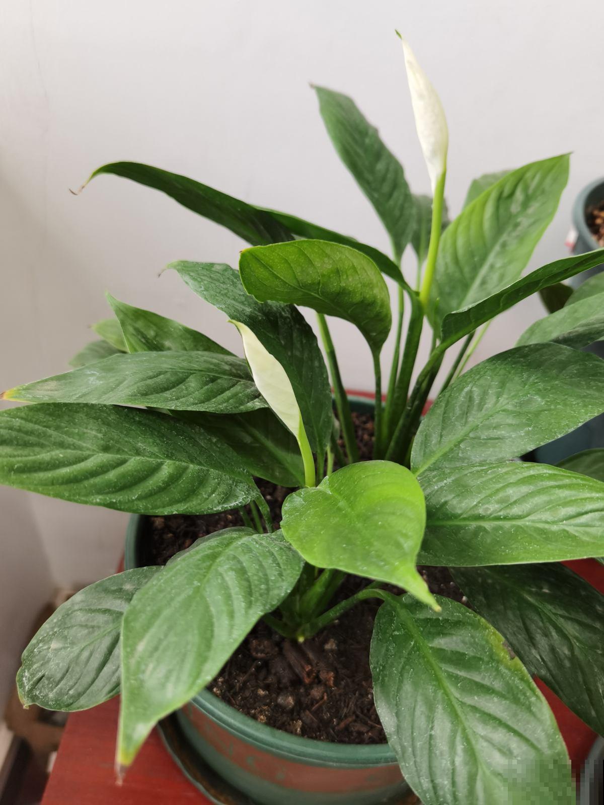 5种花养在办公室,皮实好养,还有“财源滚滚”好兆头 5种花养在办公室,皮实好养,还有“财源滚滚”好兆头