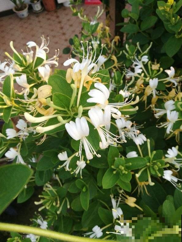 人养花三年，花养人一生，45年中医爱养的花，堪称植物“小药箱”