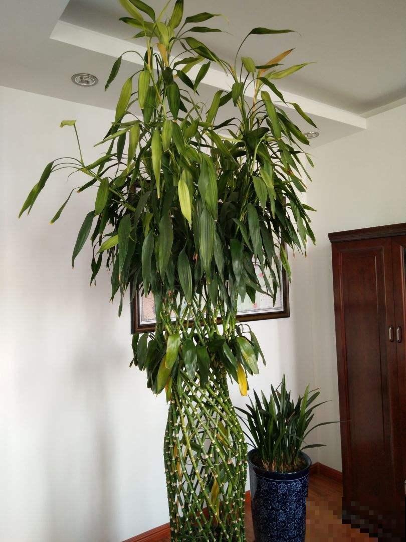 富贵竹开花，居然长得像“大葱”，见过的人真是不多