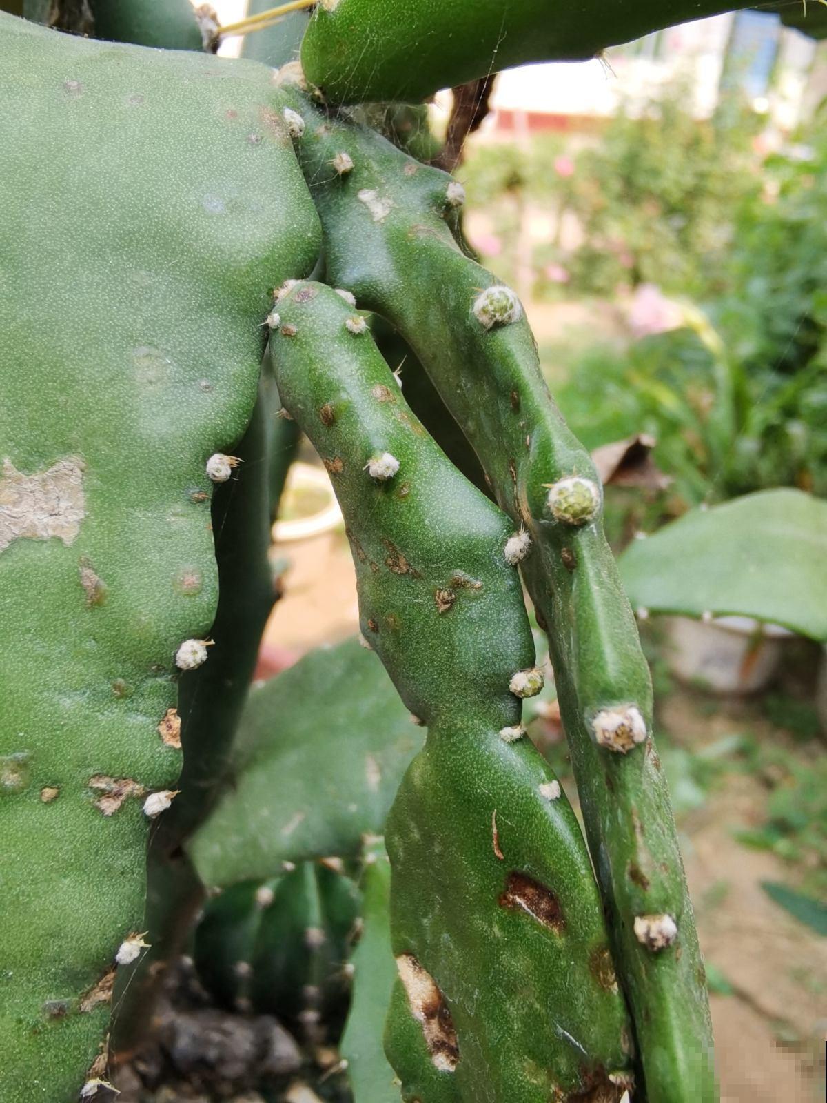 记住花草的“求救信号”，别让花草白白死去，到时候后悔就晚了