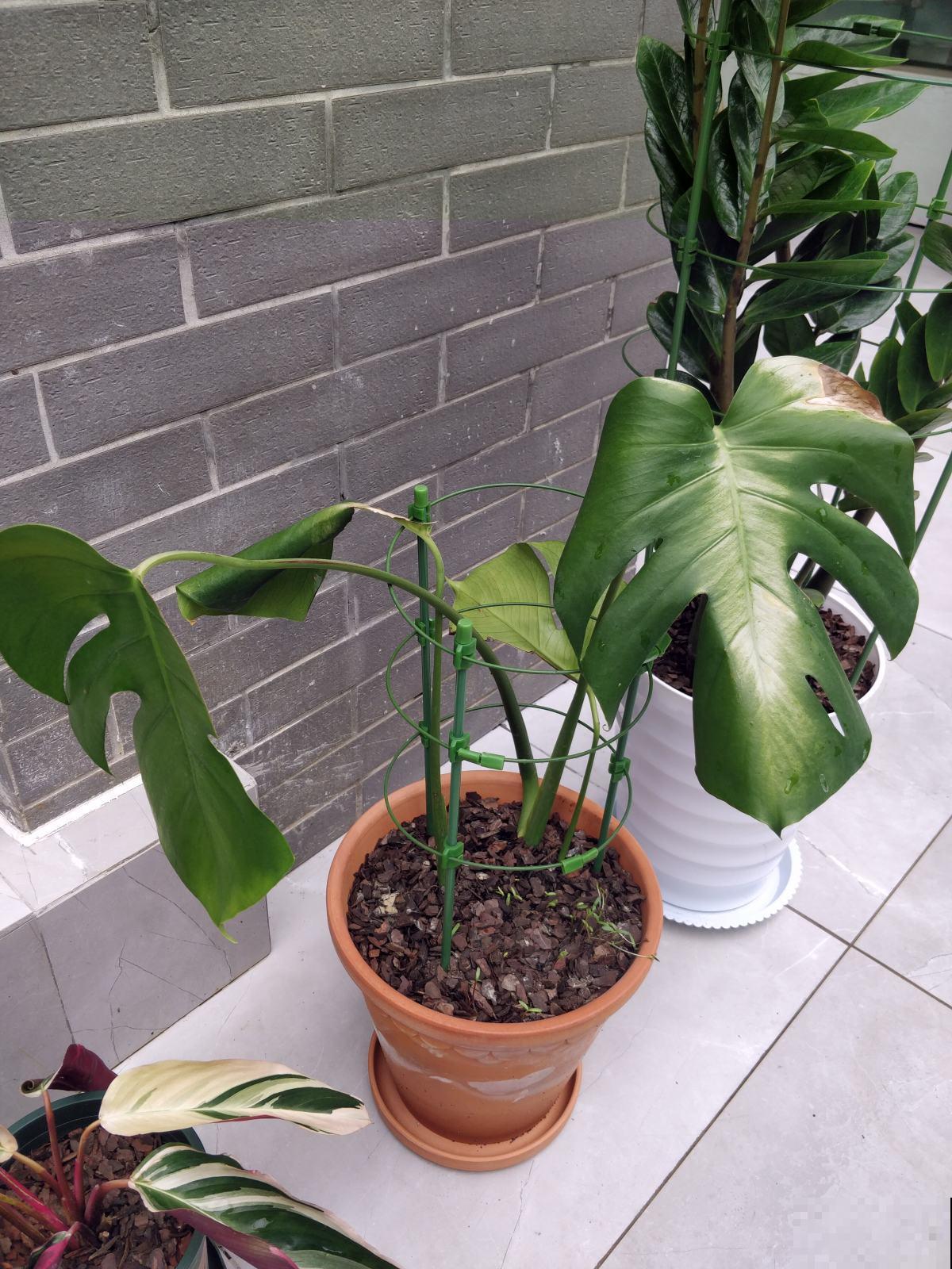 绿植的8个求救信号，多记住一个，就能多救一盆花