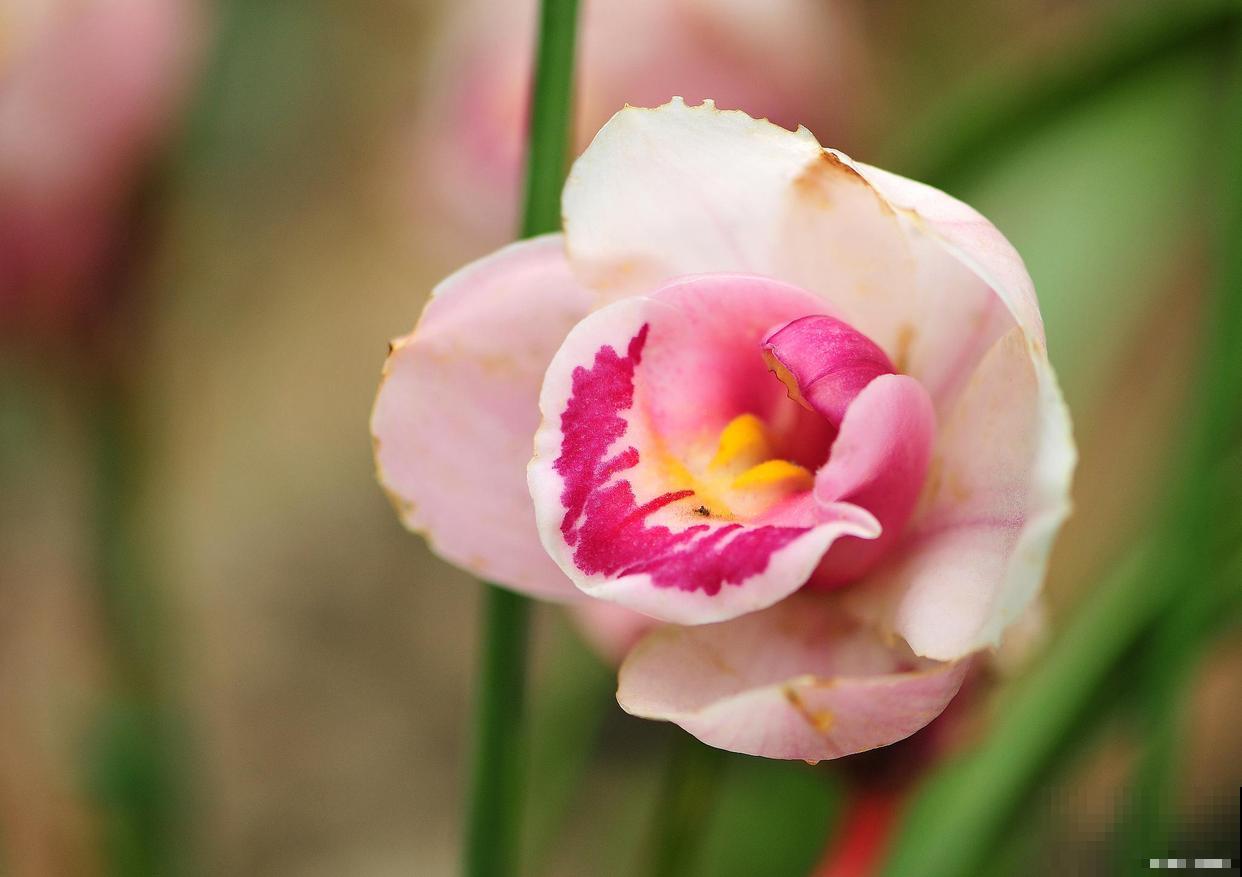 大花蕙兰的养殖方法和注意事项