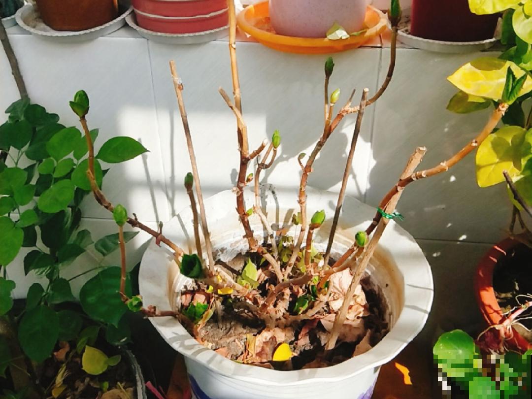 10种花,冬天要休眠,赶紧修剪防冻,才能安全越 10种花,冬天要休眠,赶紧修剪防冻,才能安全越