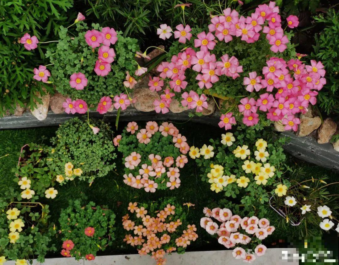 20种花，现在养正是开花好时候，再晚就过季了