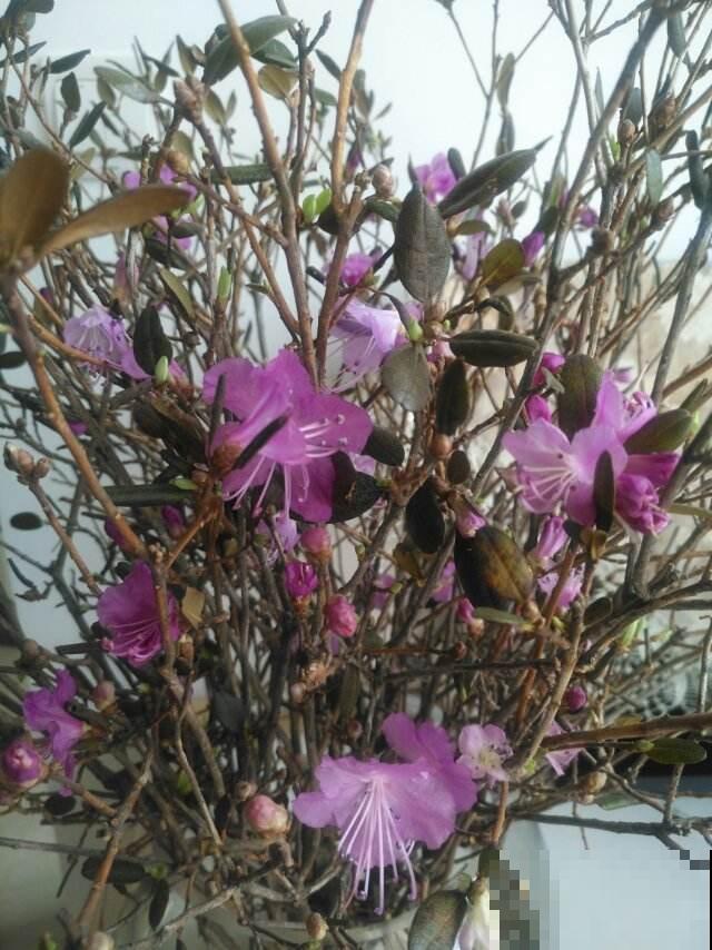 挑选年宵花门道多,尤其是干枝杜鹃,再好看也不能买 挑选年宵花门道多,尤其是干枝杜鹃,再好看也不能买