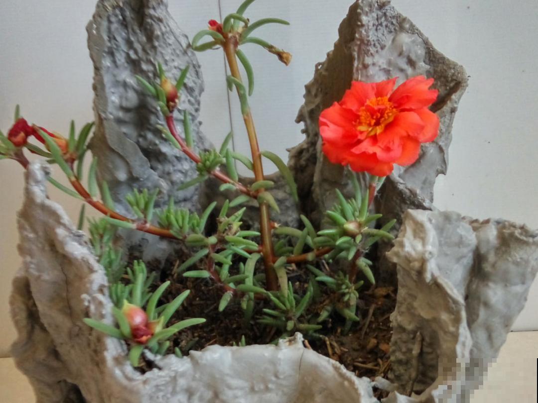 5种花盆,闷根又烂根,一养花就死掉 5种花盆,闷根又烂根,一养花就死掉