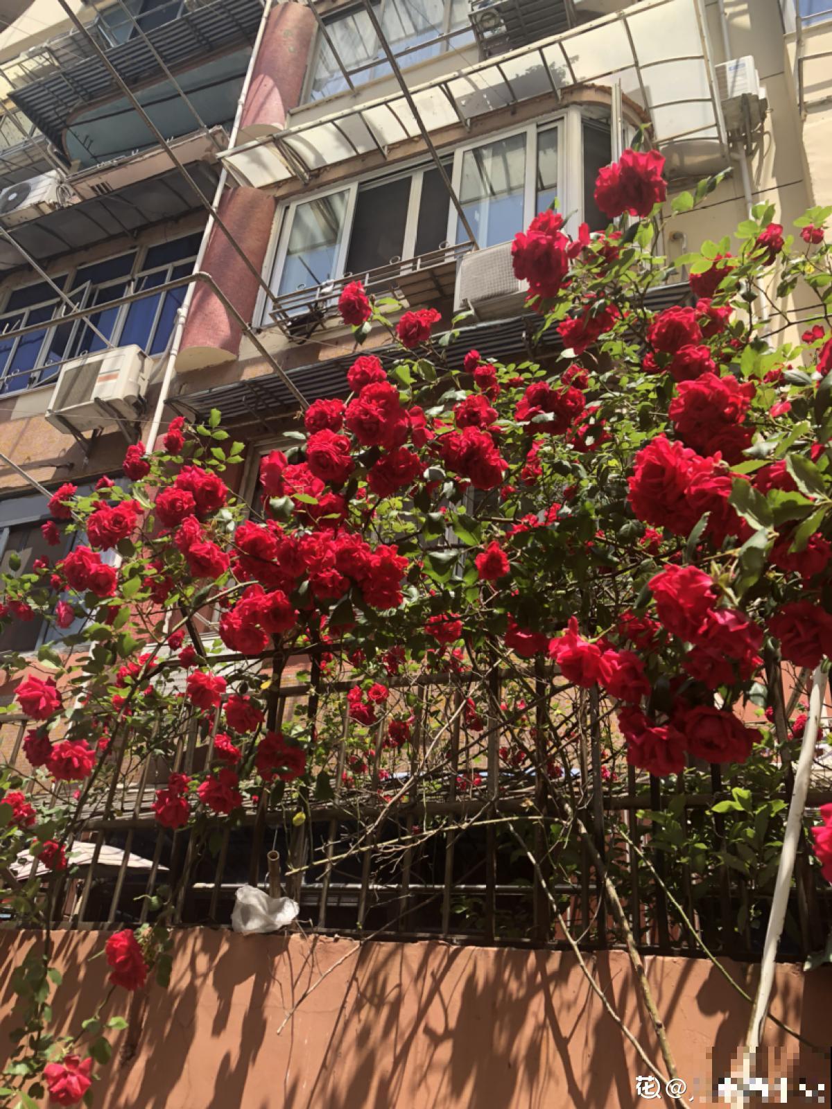 5种爬藤花，秋天种正合适，随便晒太阳也不怕