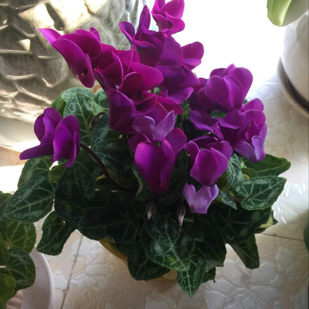 10种“财神花”养家里,吉祥寓意好兆头,越养越喜欢 10种“财神花”养家里,吉祥寓意好兆头,越养越喜欢