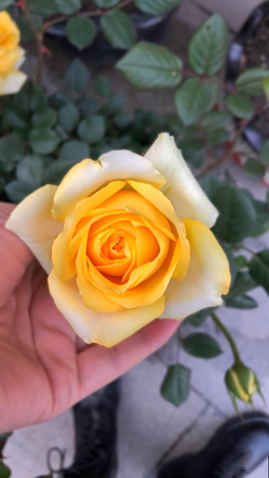 植物即将“冬眠”，需知3个知识点，第二年才能枝繁叶茂