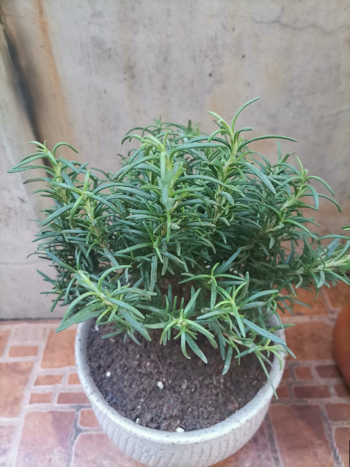 5种花，放在厨房最合适，又香又好看