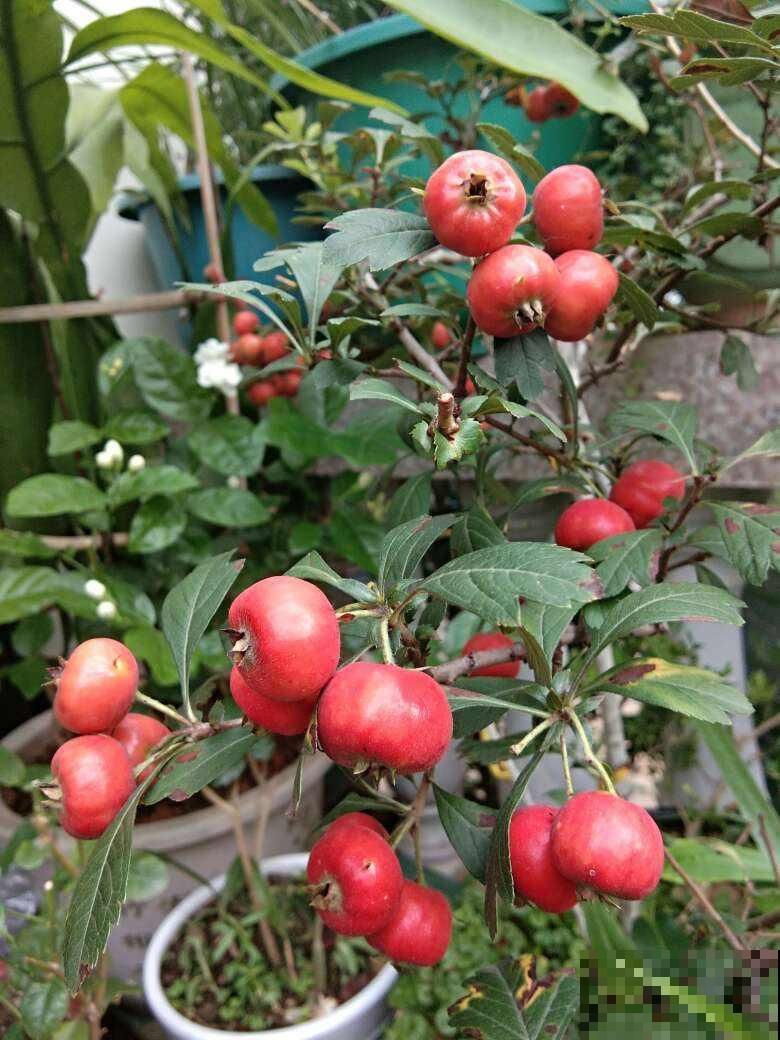 6个步骤,教你在家种山楂,拥有秋冬“标配”水果 6个步骤,教你在家种山楂,拥有秋冬“标配”水果