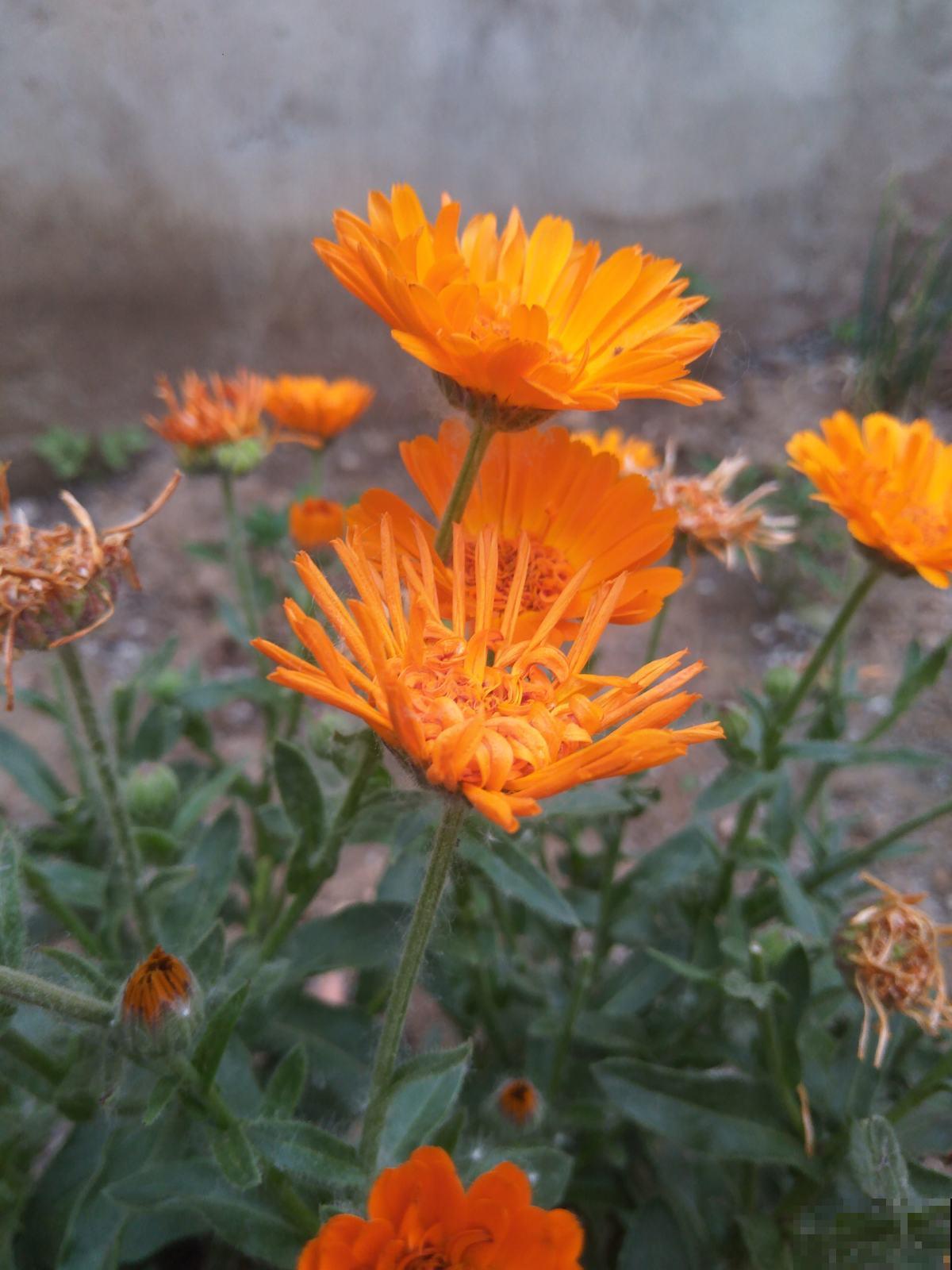 过期的小药片别丢,碾成粉末给花吃点,叶子油亮花开爆盆 过期的小药片别丢,碾成粉末给花吃点,叶子油亮花开爆盆